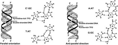 Triplex-forming oligonucleotides as an anti-gene technique for cancer therapy